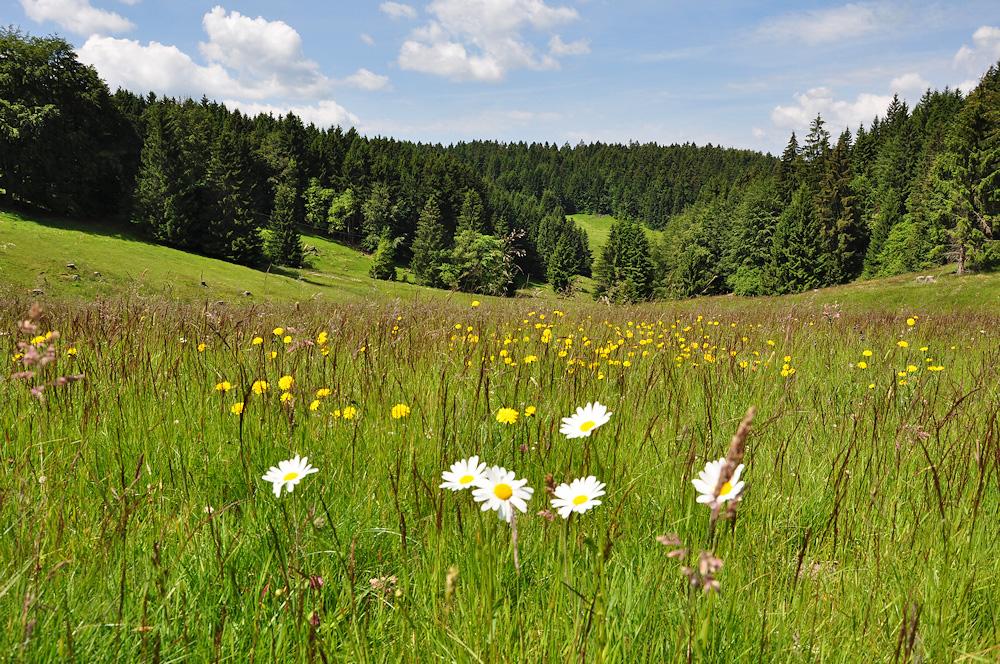 Urlaub mit Hund am Rennsteig / Thüringer Wald & Frankenwald